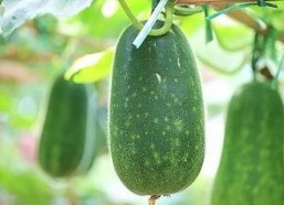 吃瓜今日吃瓜必吃在线观看,在线观看吃瓜盛宴