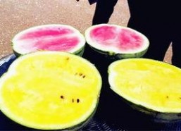 大学最新吃瓜爆料,最新大学吃瓜爆料大揭秘