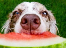 娱乐吃瓜酱人被狗撞,娱乐吃瓜酱人遭遇意外，网友热议